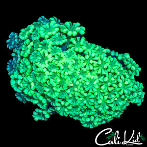 BI COLOR ALVEOPORA