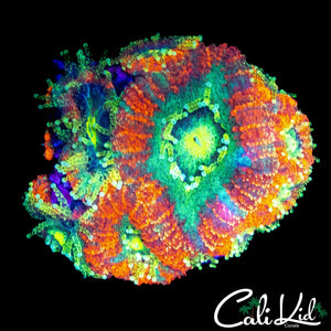 RARE ASIAN ACAN MINI COLONY