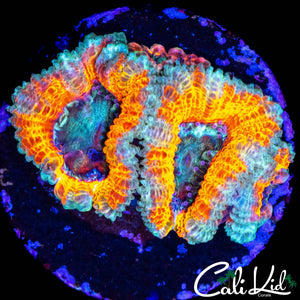 CK SILVER BULLET ACAN QUAD