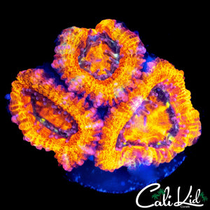 ULTRA ACAN TRIPLE