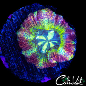 BIG HEAD RAINBOW ASIAN ACAN