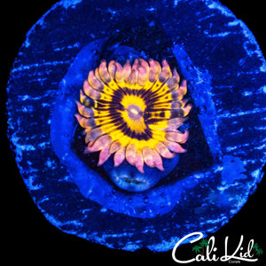 STRATOCASTER TYPE ZOA