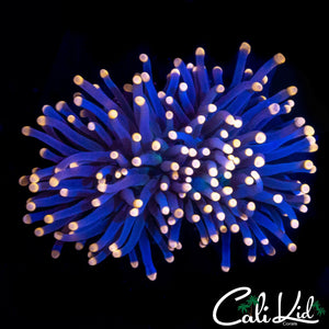 PINK TIP ULTRA TORCH