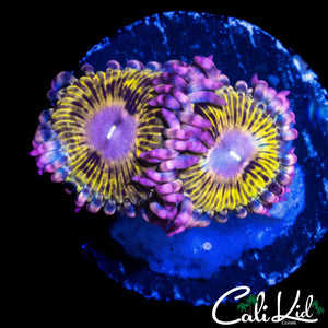 CHIQUITA TYPE PALY DOUBLE