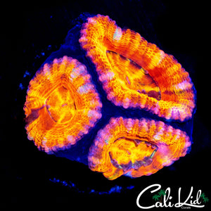 ULTRA STRIPE ACAN TRIPLE