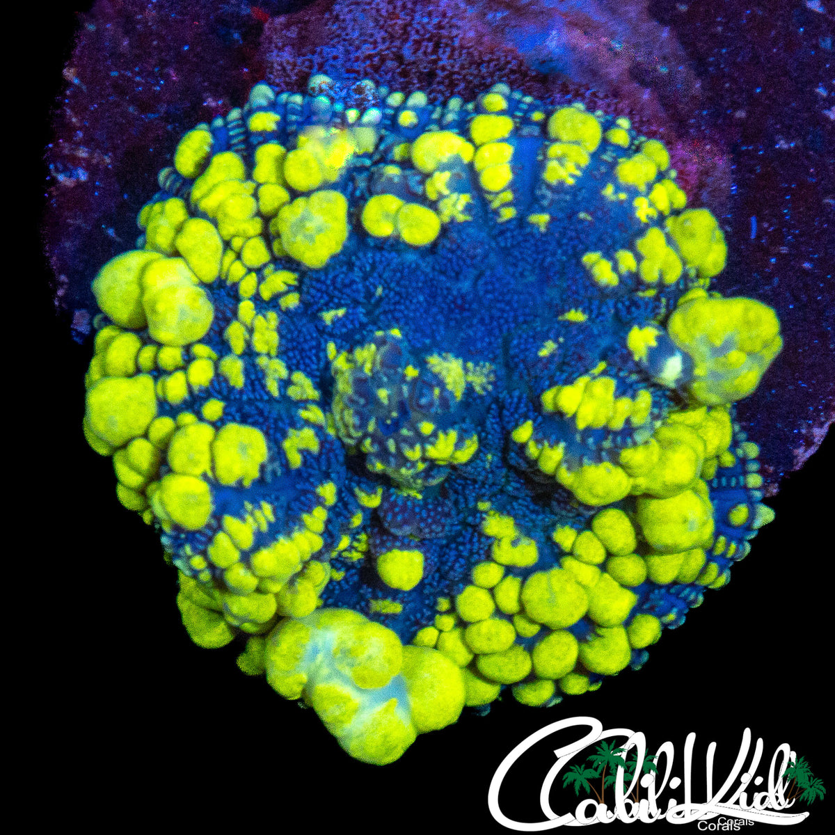 BANANA BUBBLE BOUNCE SHROOM