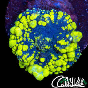 BANANA BUBBLE BOUNCE SHROOM