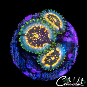 SOUR PUNCH ZOA TRIPLE