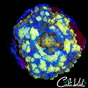 STAINED GLASS RHODACTIS