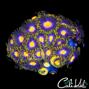 ASSORTED ZOA MINI COLONY