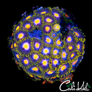 ASSORTED ZOA MINI COLONY