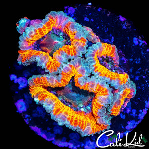 CK SILVER BULLET ACAN QUAD