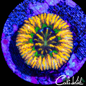 SUN GOD BUTTON SCOLY