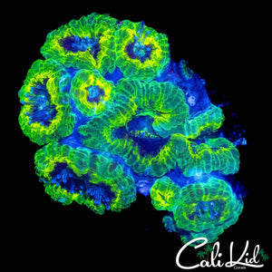RASTA ACAN MINI COLONY