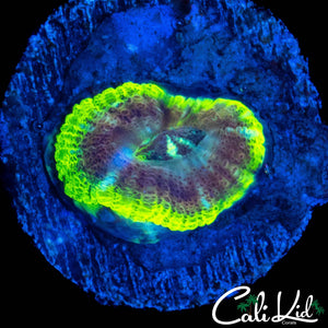 RARE ASIAN ACAN