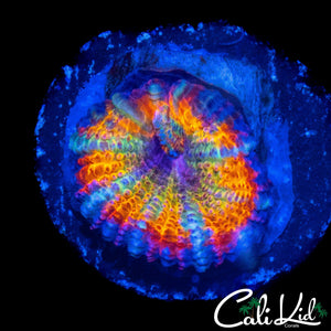 MYSTERY RAINBOW ACAN
