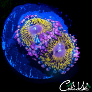 CHIQUITA TYPE PALY DOUBLE