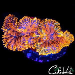 RAINBOW RIM RHODACTIS