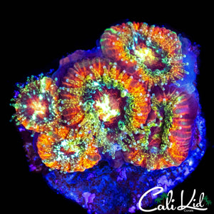 STARRY EYE MICROMUSA