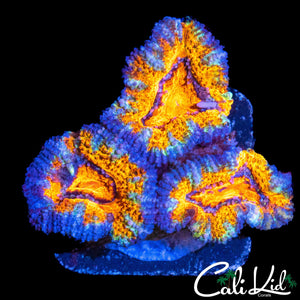 ULTRA ACAN TRIPLE