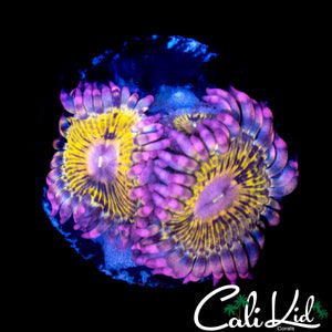 CHIQUITA TYPE PALY QUAD