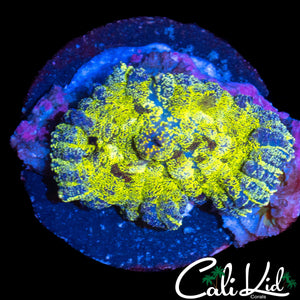 SPECKLED MUSHROM LARGE