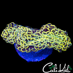 ULTIMATE YELLOW WALL HAMMER