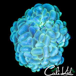 TWO TONE BUBBLE CORAL