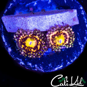 CK UNRELEASED ZOA DOUBLE