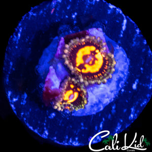 REVERSE HALLUCINATON DOUBLE