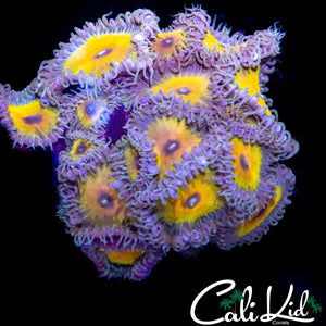 RAINBOW PROTO PALY COLONY