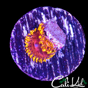 DAY GLOW VOLCANO ZOA
