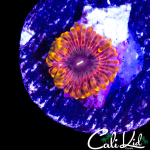 FAIRY FART ZOA