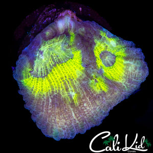 ULTRA PECTINIA CHUNK