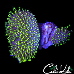 AQUACULTURED TOADSTOOL DOUBLE