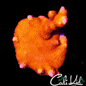 BUBBLE GUM DIGI MINI COLONY