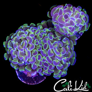 PINK TIP BRANCHING HAMMER DOUBLE