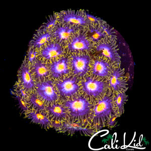 ASSORTED ZOA MINI COLONY