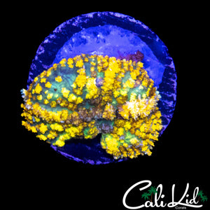 CK THE GOLDEN ONE MUSHROOM