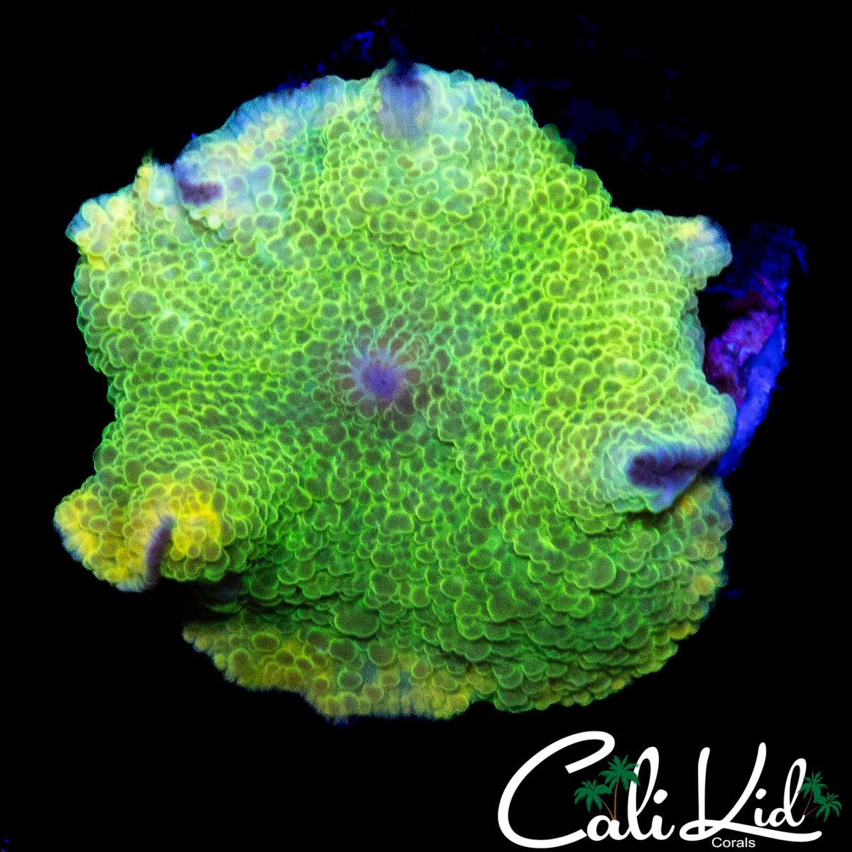 ST PATTY'S DAY MUSHROOM