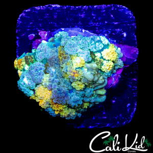 RAINBOW PERSIAN RUG MUSHROOM