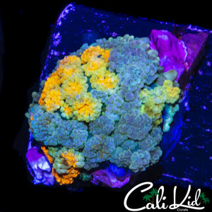 RAINBOW PERSIAN RUG MUSHROOM