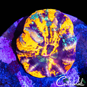 BEAUTIFUL WAR PAINT TYPE SCOLY