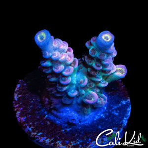 ULTIMATE RAINBOW TENIUS