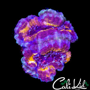 CK BLACK PANTHER ACAN DOUBLE