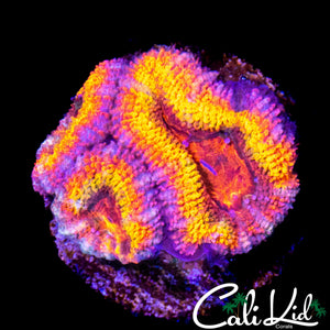 ULTRA RAINBOW ACAN TRIPLE