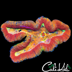 ULTIMATE RAINBOW SYMPHYLLLIA