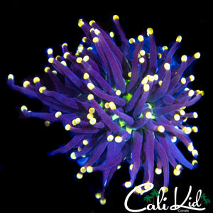 PINK TIP / GREEN MOUTH TORCH