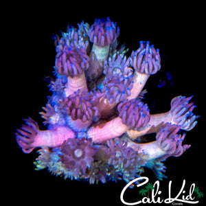 MALAYSIAN RAINBOW GONI