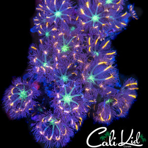 RAINBOW CLOVES CHUNK